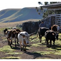 Experiência na Fazenda RIncão Comprido